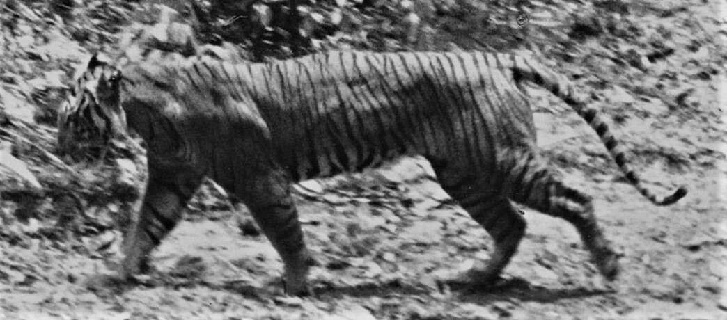 Image of Javan Tiger