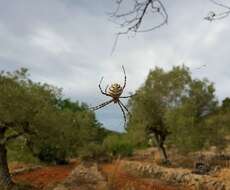 Image of Argiope lobata (Pallas 1772)