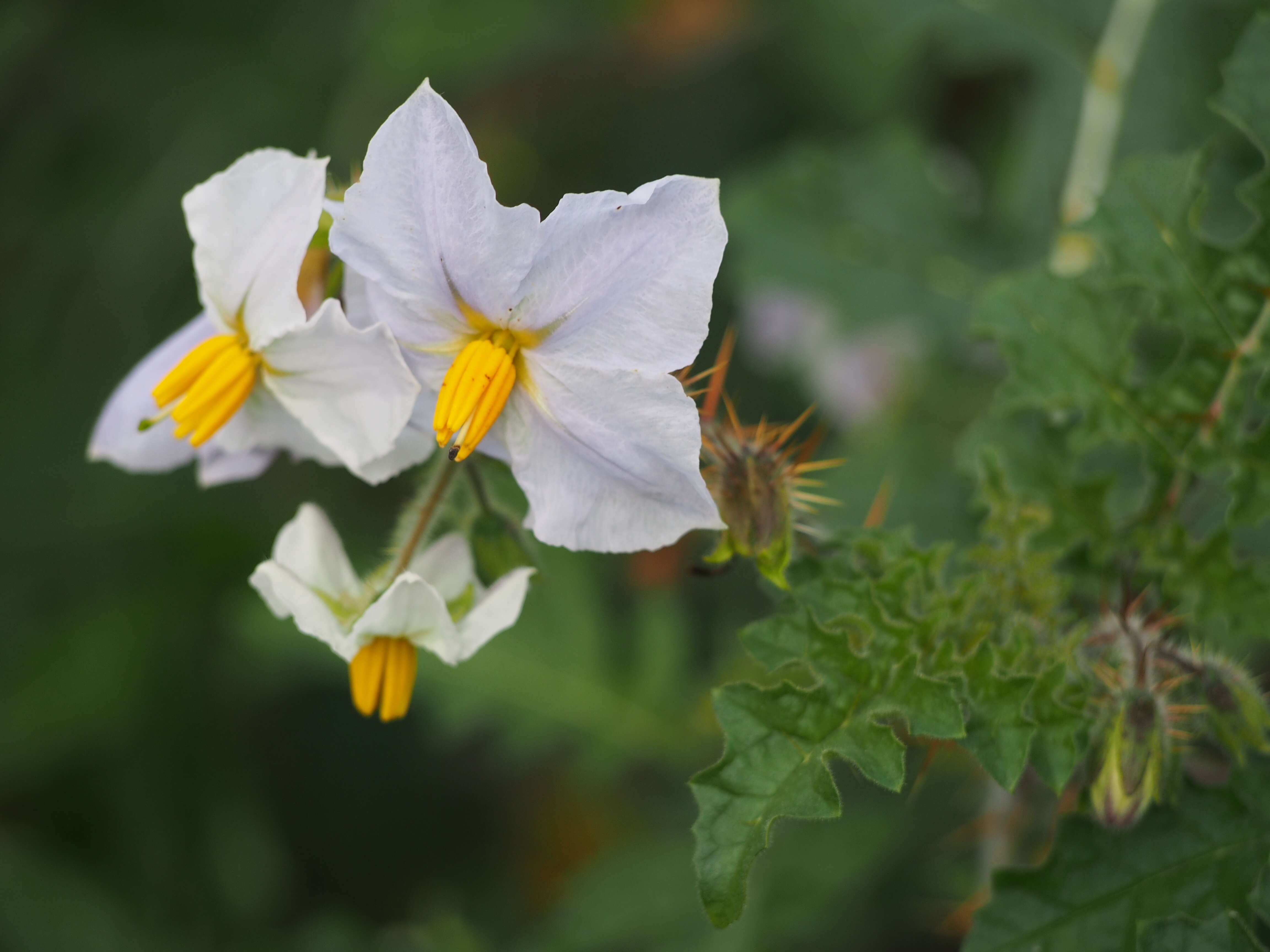 Plancia ëd Solanum sisymbriifolium Lam.