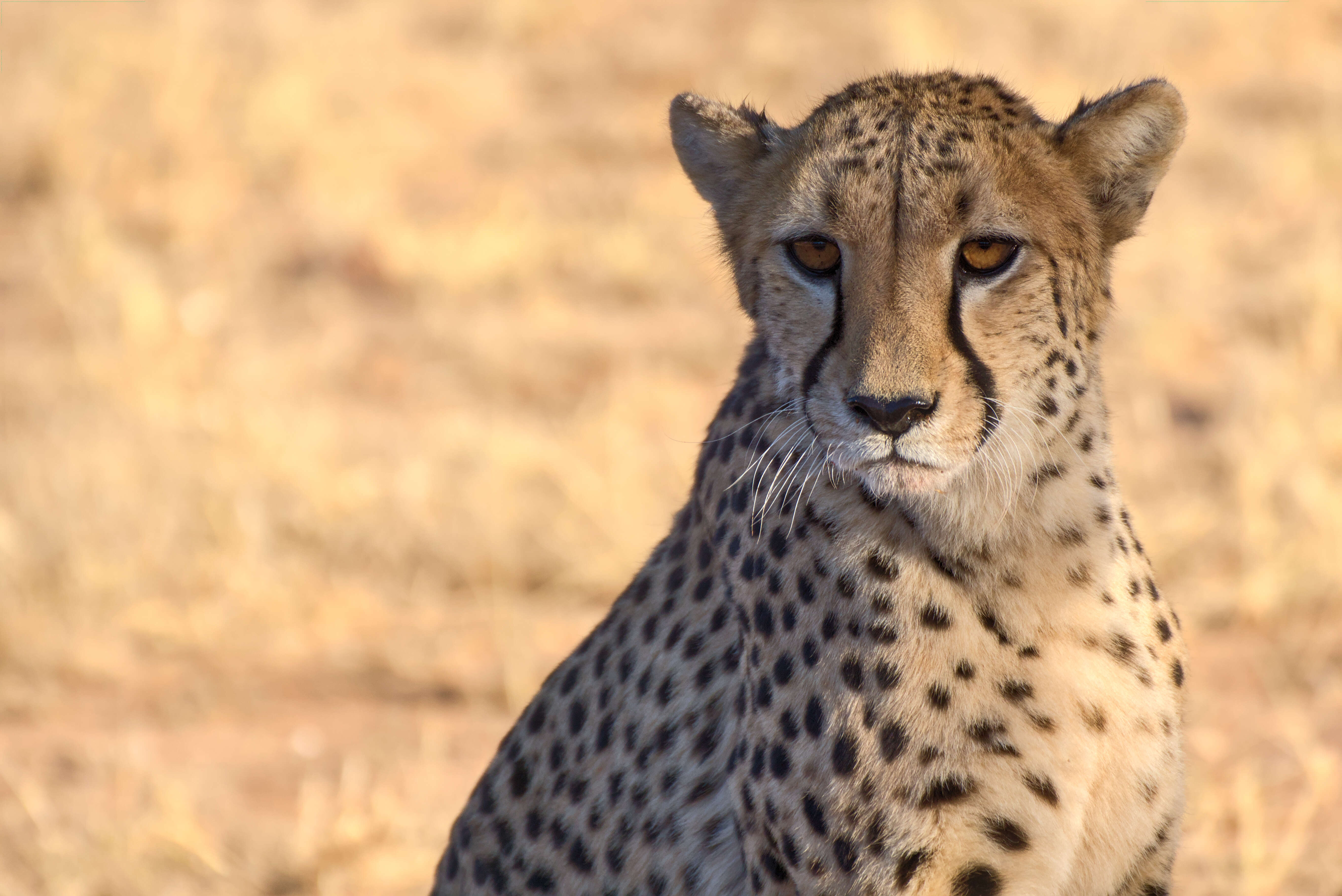 Image of Namibian cheetah