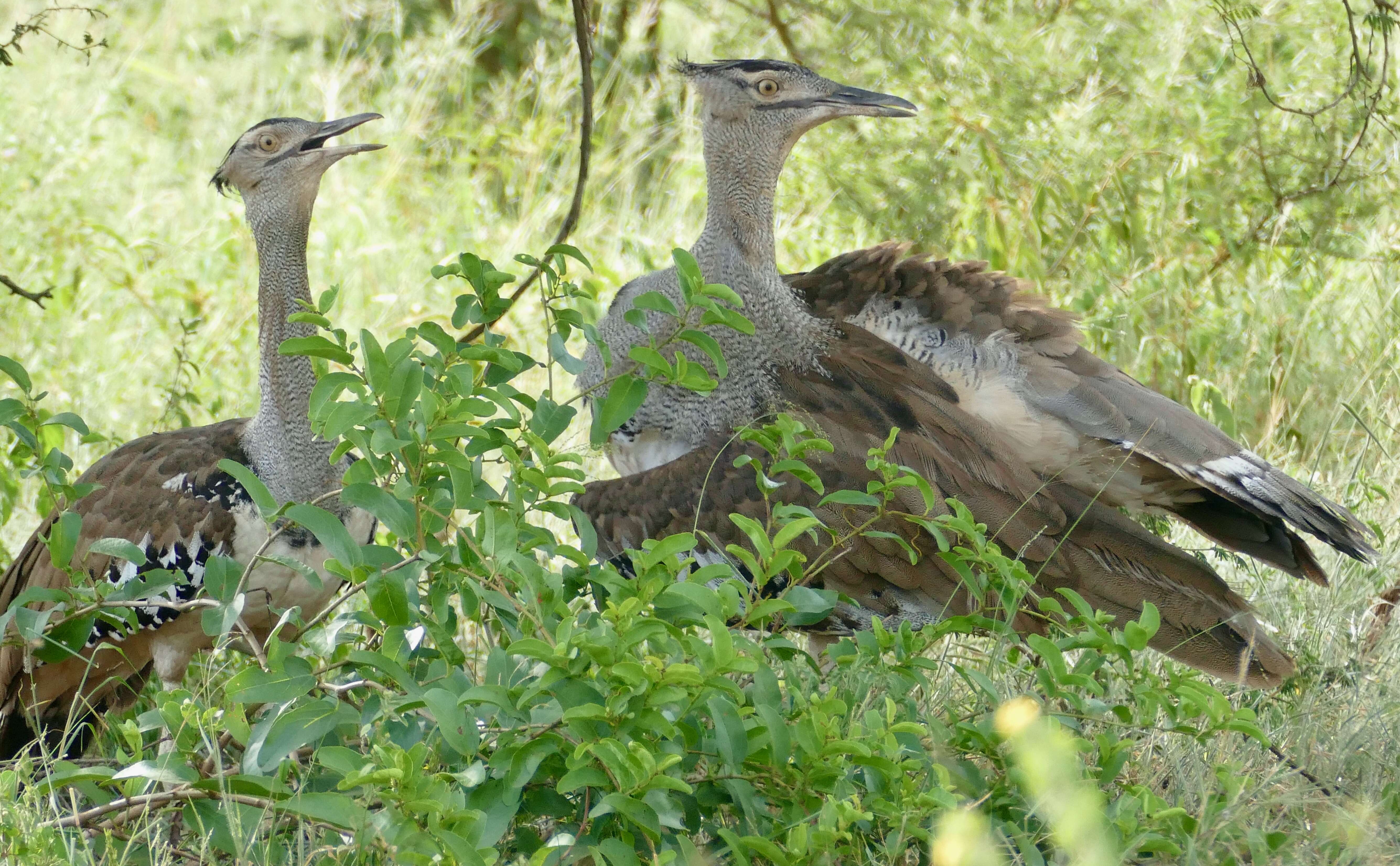 Image of Kori Bustard