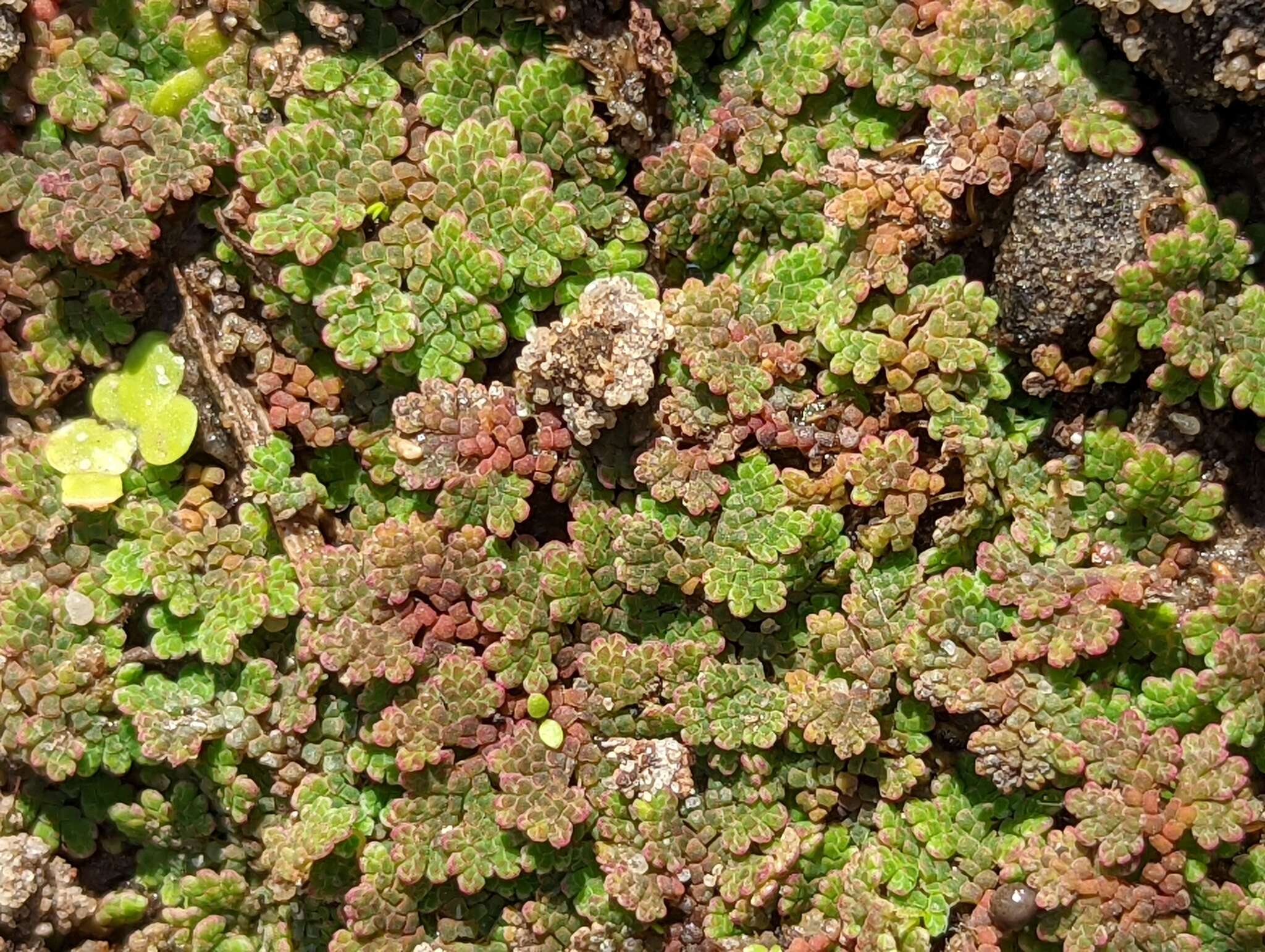 صورة Azolla filiculoides Lam.