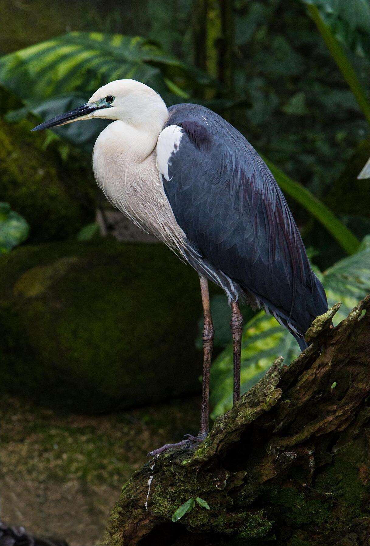 Imagem de Egretta picata (Gould 1845)