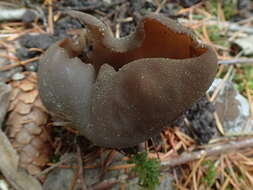 Image of Common Brown Cup