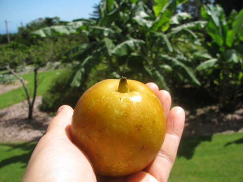 Plancia ëd Pyrus pyrifolia (Burm. fil.) Nakai