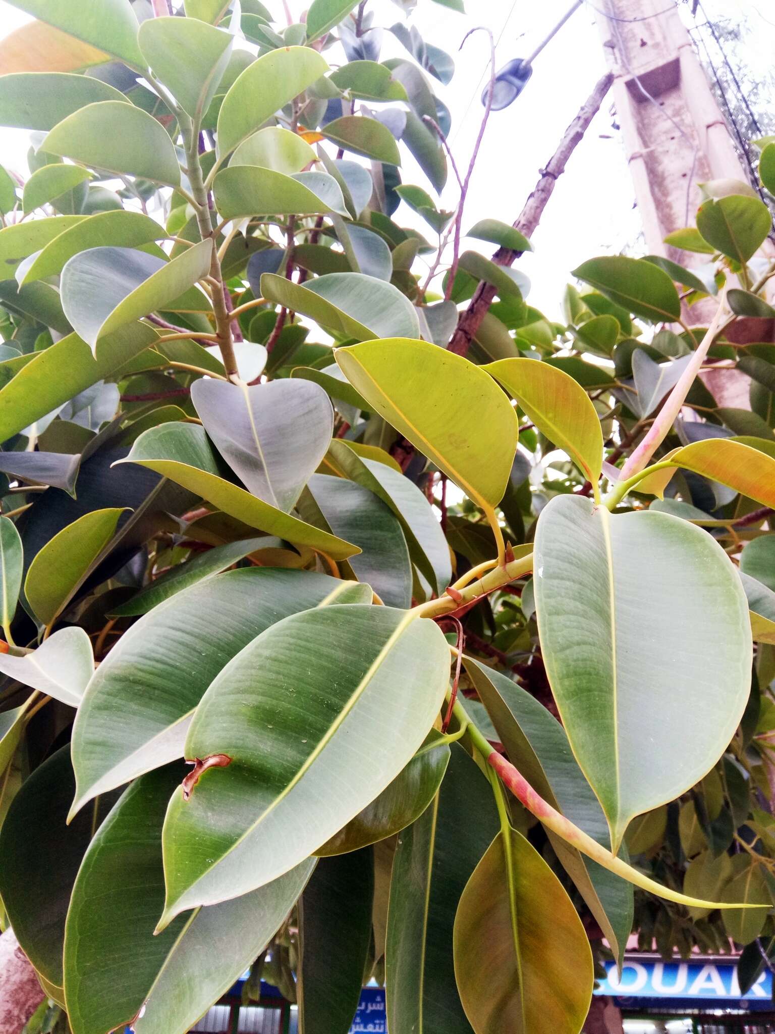 Image of Indian rubberplant