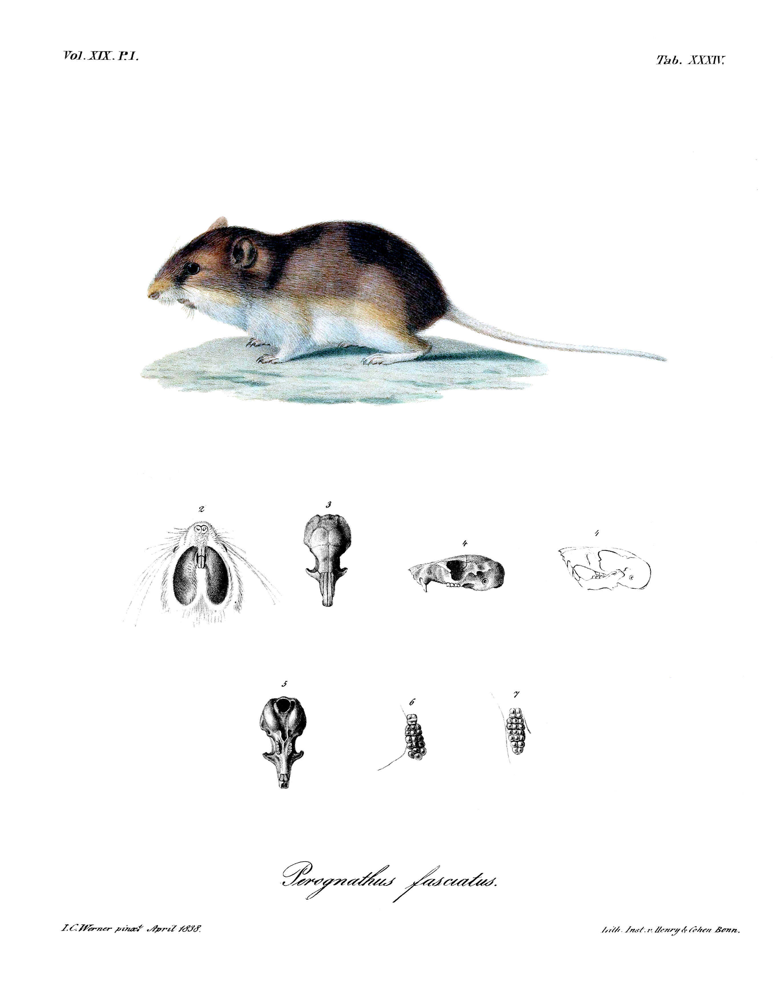 Image of Olive-backed Pocket Mouse