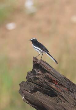 Image of White-browed Wagtail