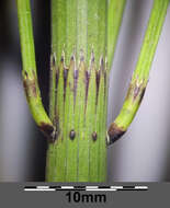 Image of Water Horsetail