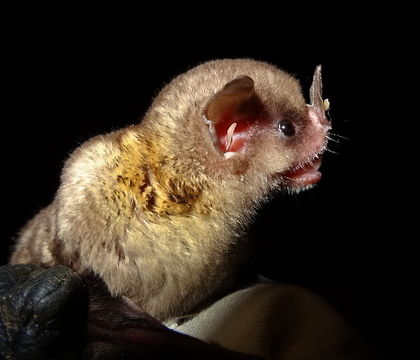 Image of Tilda's Yellow-shouldered Bat