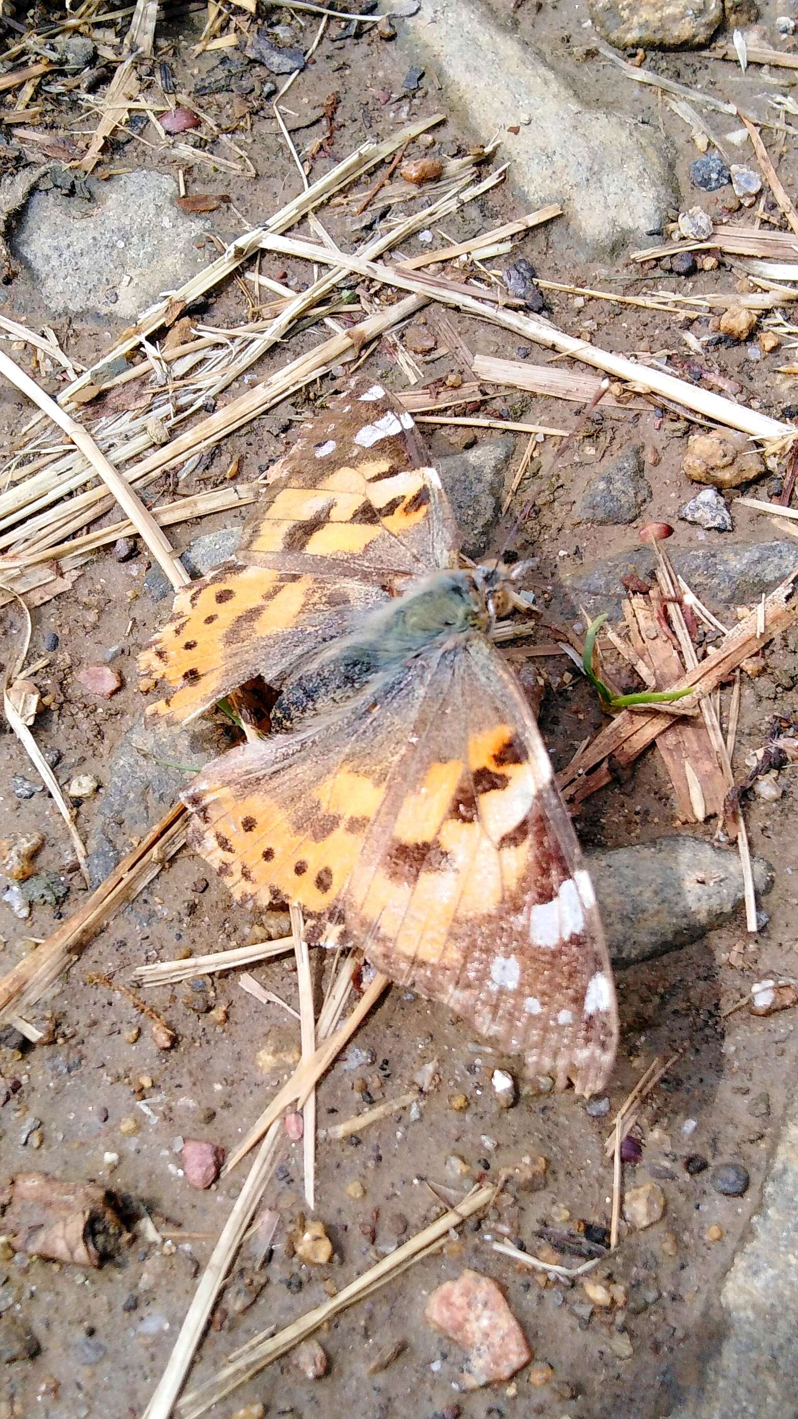 Plancia ëd Vanessa cardui