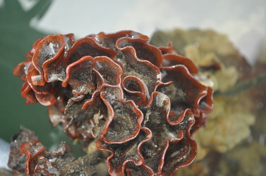 Image of Marine bryozoan