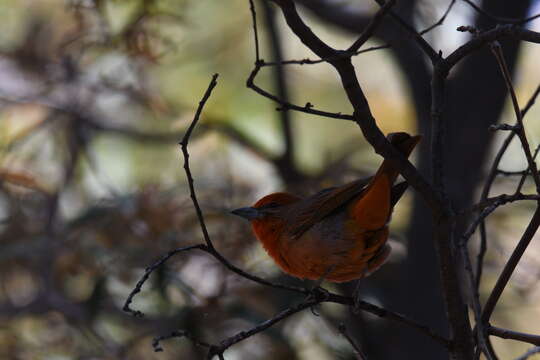 Image of Red Tanager