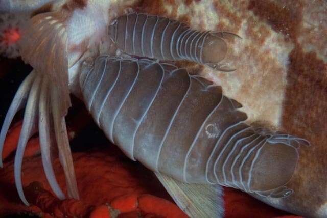 Image of Striped fish louse