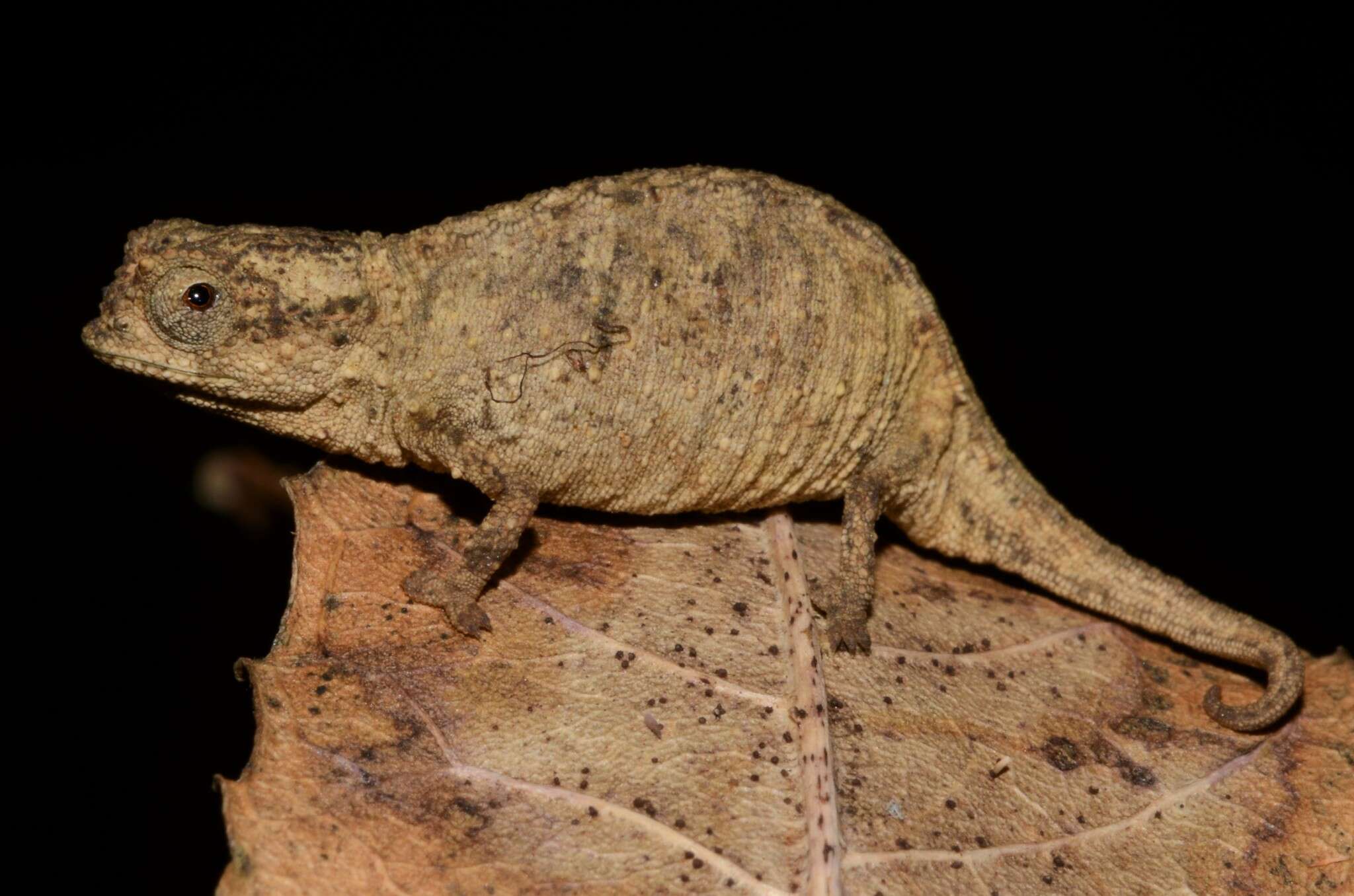 Image of Mount d'Ambre Leaf Chameleon