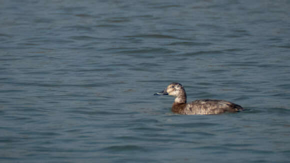 Image of pochard, common pochard