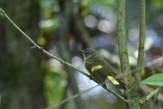 Image of American Redstart