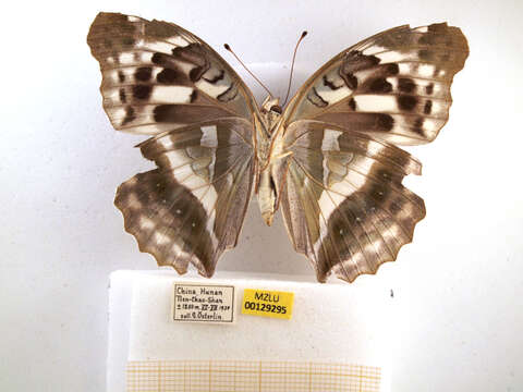 Image of Argynnis sagana