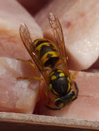 Image of Common wasp