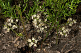 Image of Cwebe asparagus fern