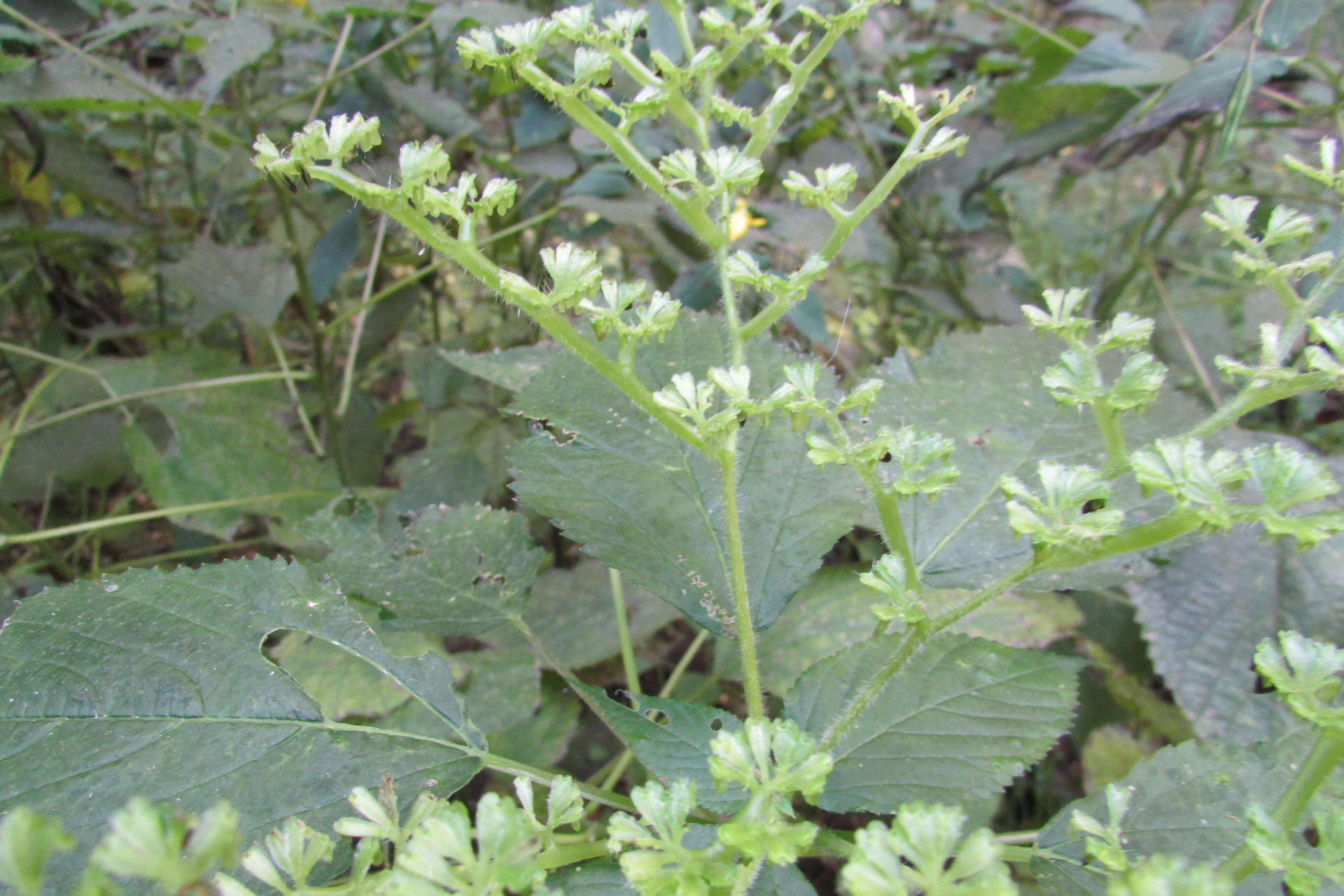 Image of Canadian woodnettle