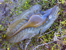 Image of Cape Elephantfish