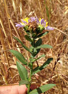 Image of Pacific aster