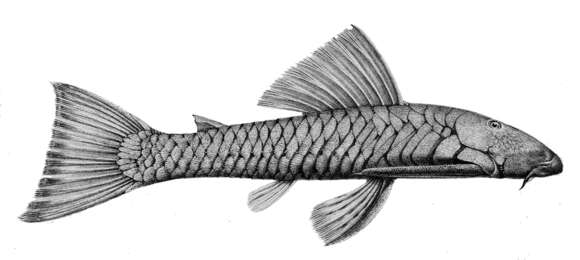 Image of Chaetostoma marginatum Regan 1904