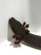 Image of Common mudpuppy