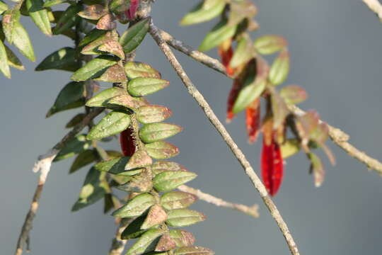 Image of Agapetes serpens (Wight) Sleumer