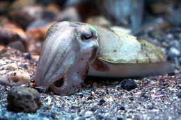 Image of Golden cuttlefish