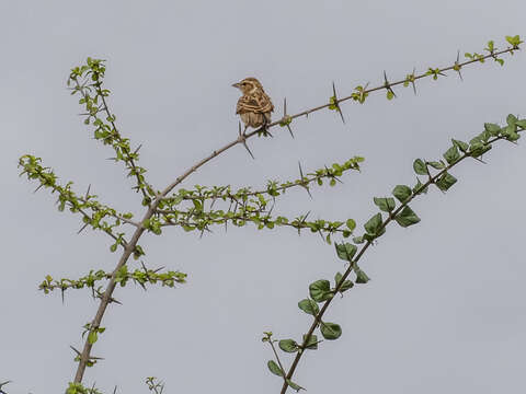 Image of Indian Bush Lark