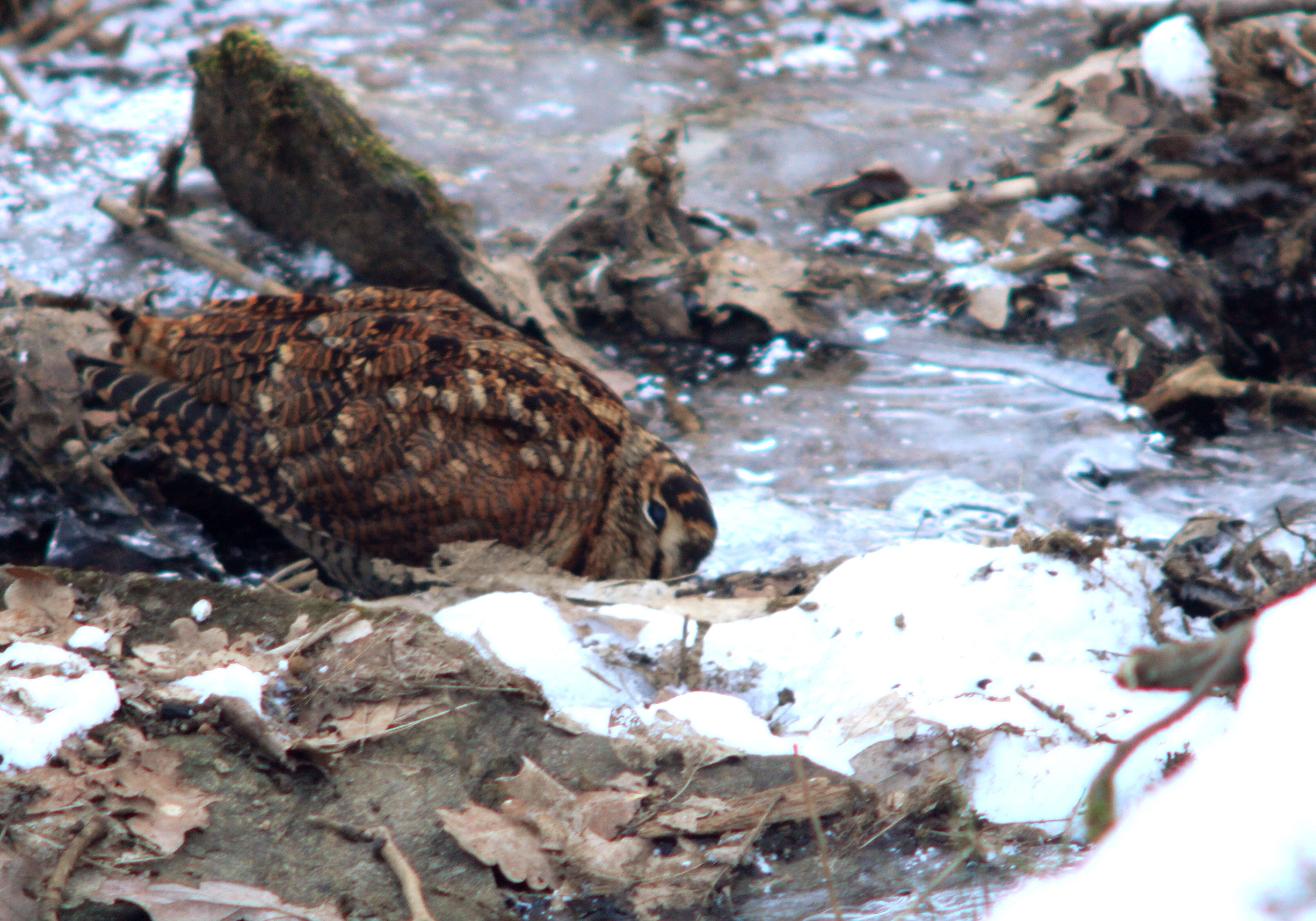 Image of woodcock, eurasian woodcock