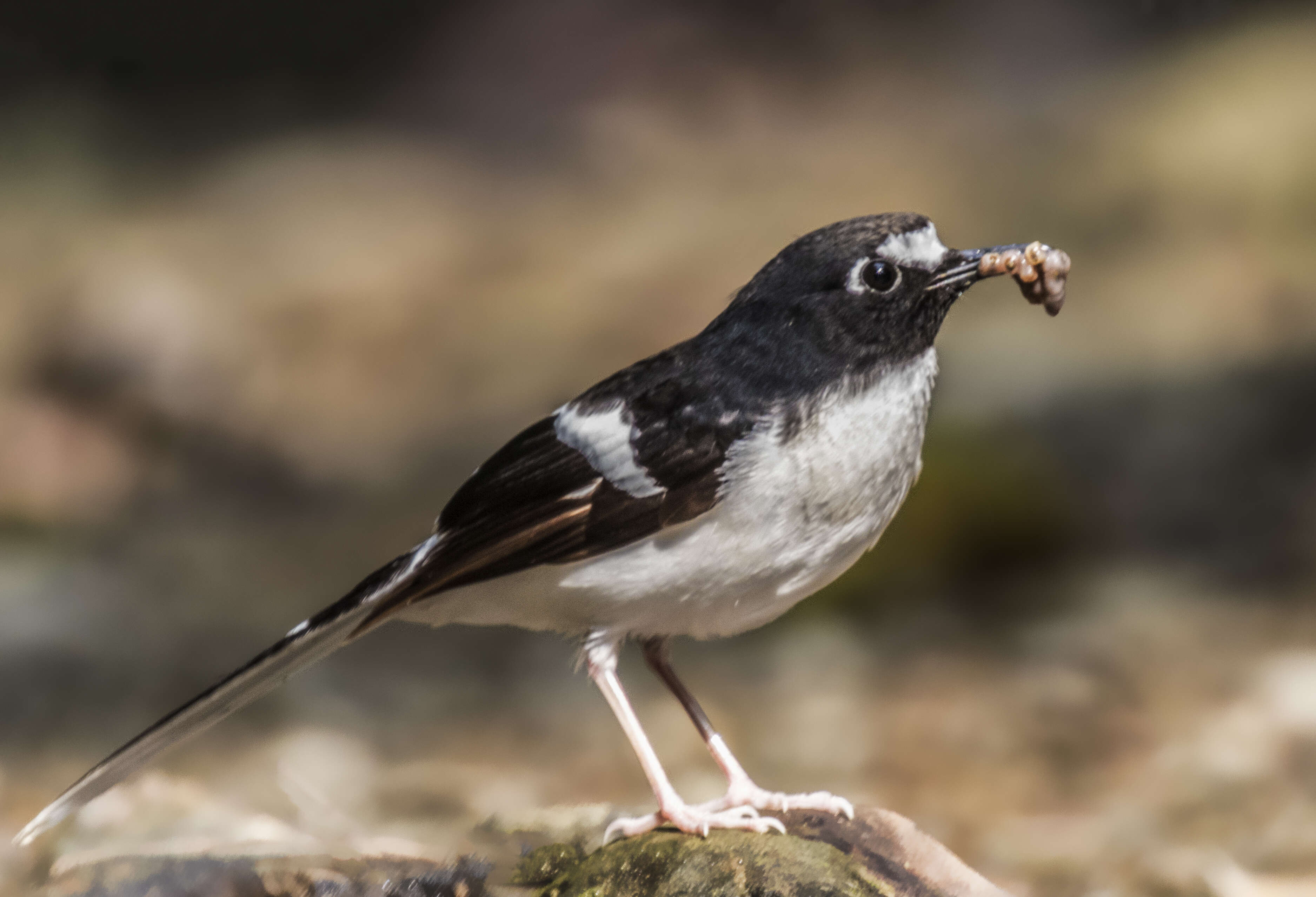 Image of Black-backed Forktail