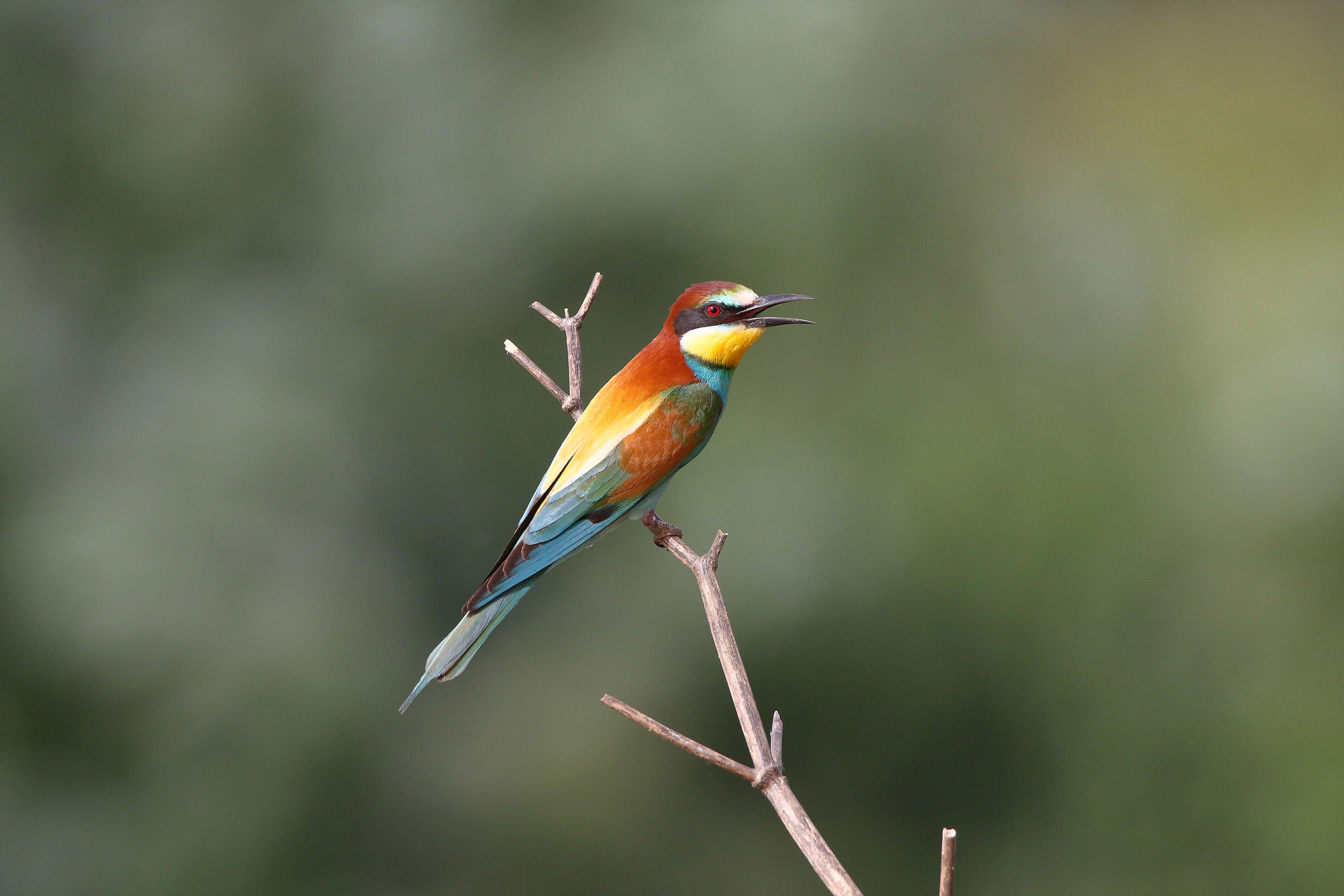 Image of bee-eater, european bee-eater