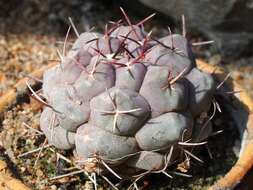 Image of Thelocactus tulensis (Polseg.) Britton & Rose