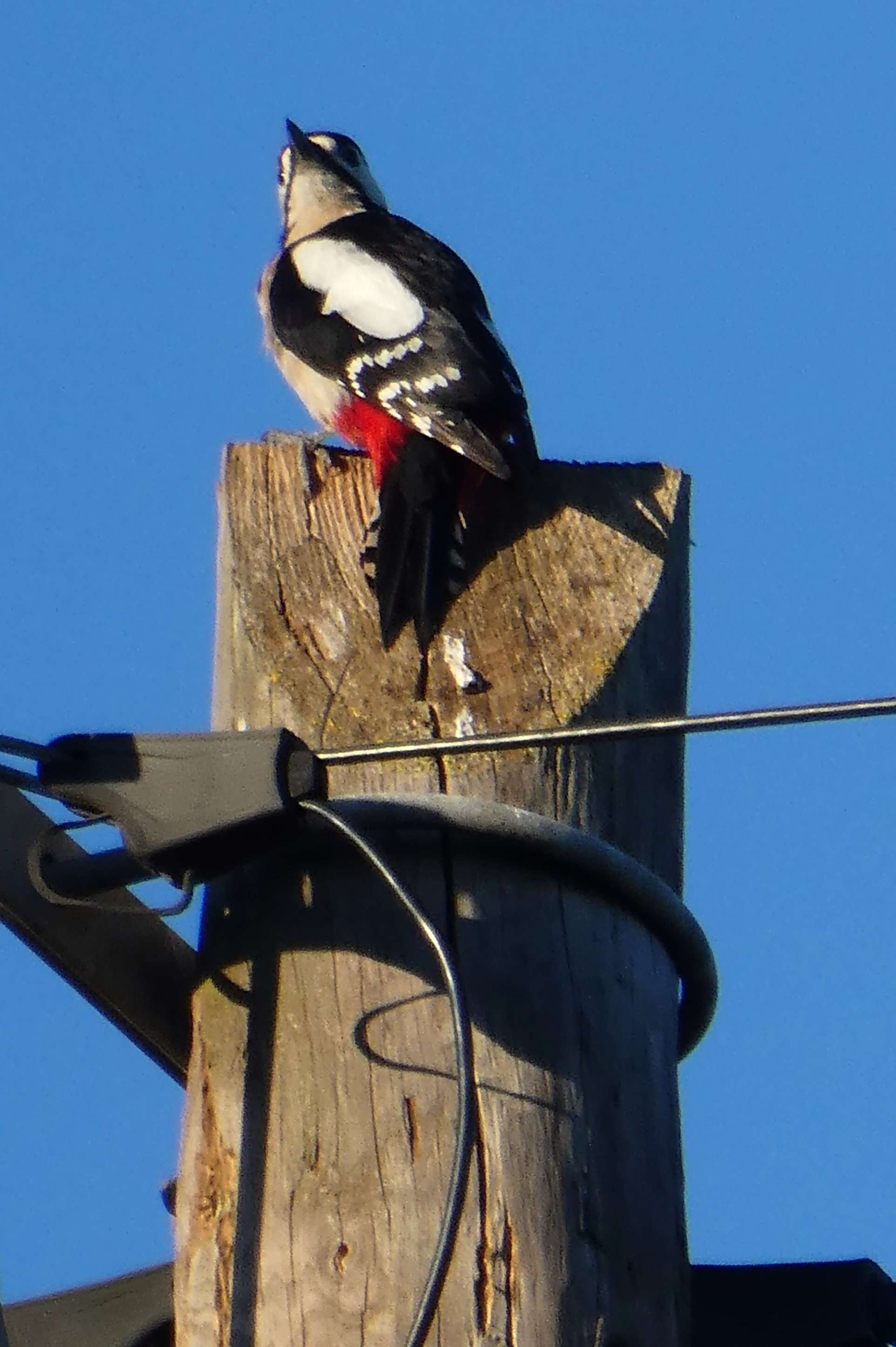 Image of Great Spotted Woodpecker