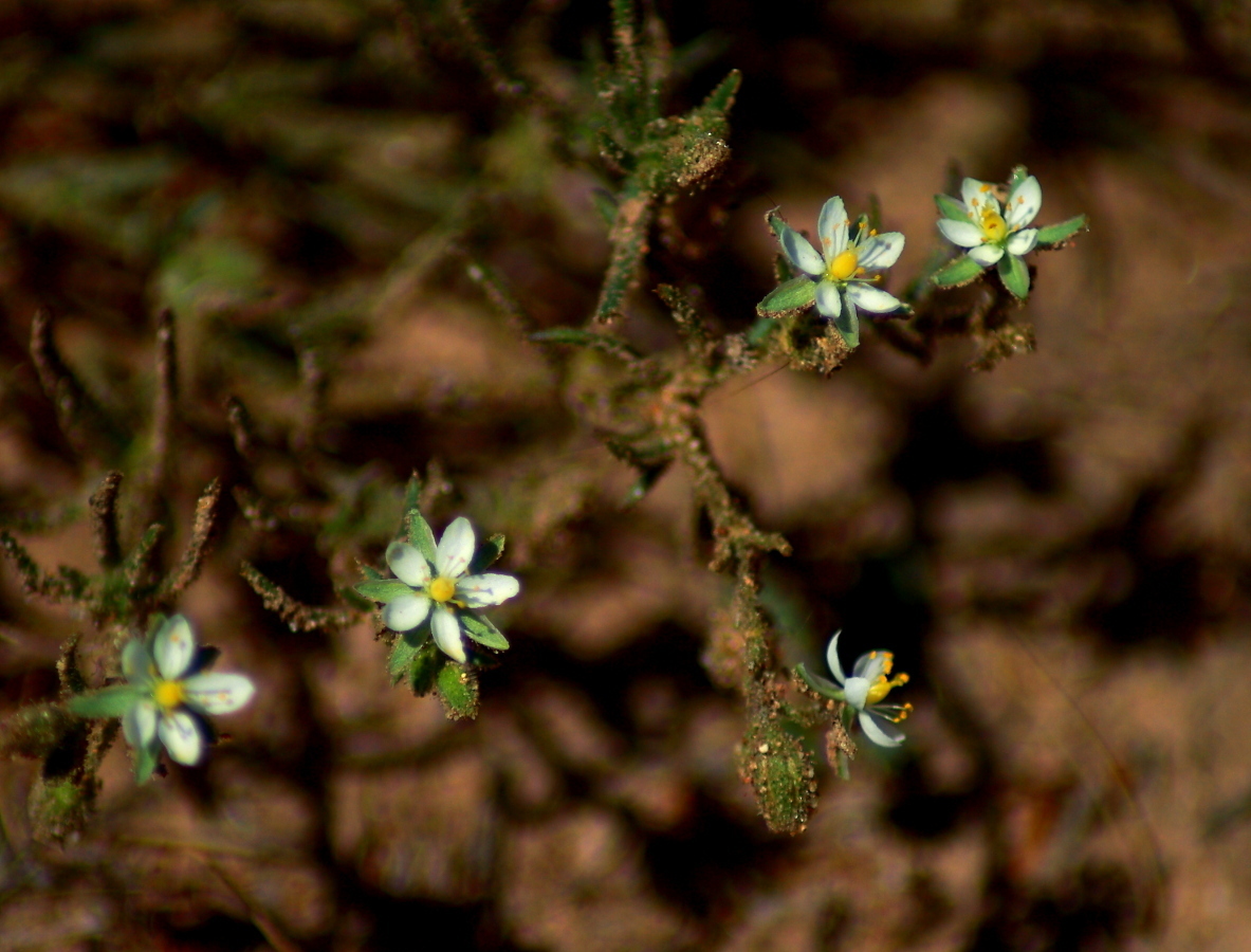 Image of <i>Spergularia marina</i>