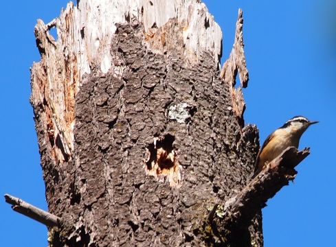 Image of Red-breasted Nuthatch