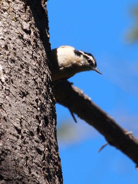 Image of Red-breasted Nuthatch
