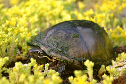 Image of Common Musk Turtle