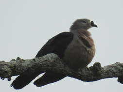 Image of Pacific Imperial Pigeon