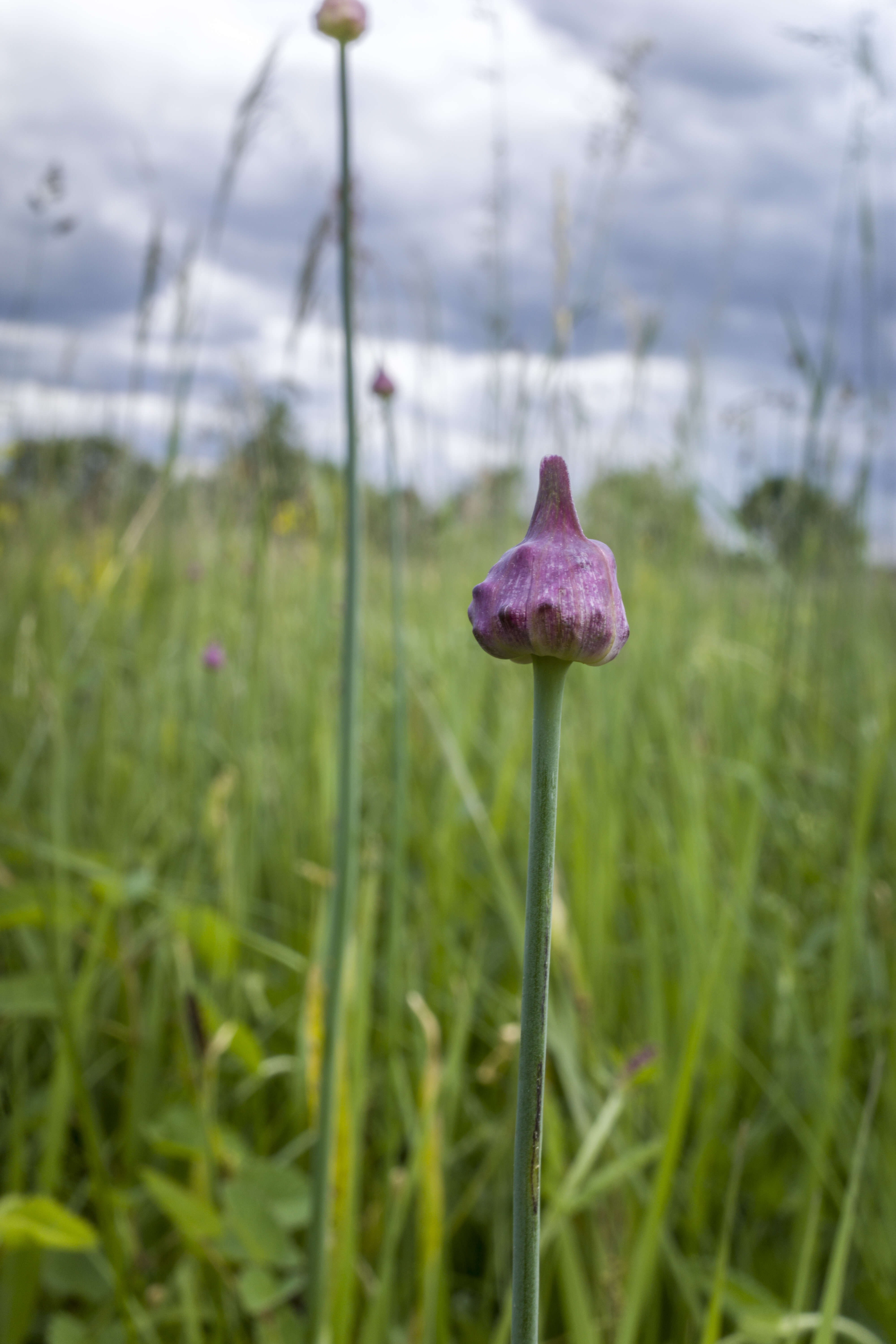 Allium scorodoprasum L.的圖片