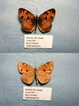 Image of Phyciodes cocyta