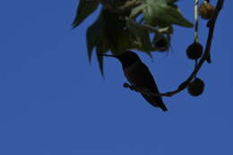 Image of Black-chinned Hummingbird