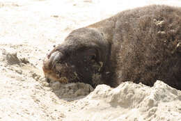 Image of New Zealand sea lion