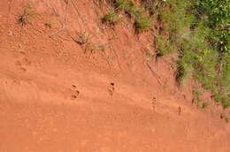 Image of Brazilian Tapir