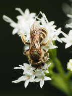 Image of Halictus confusus Smith 1853