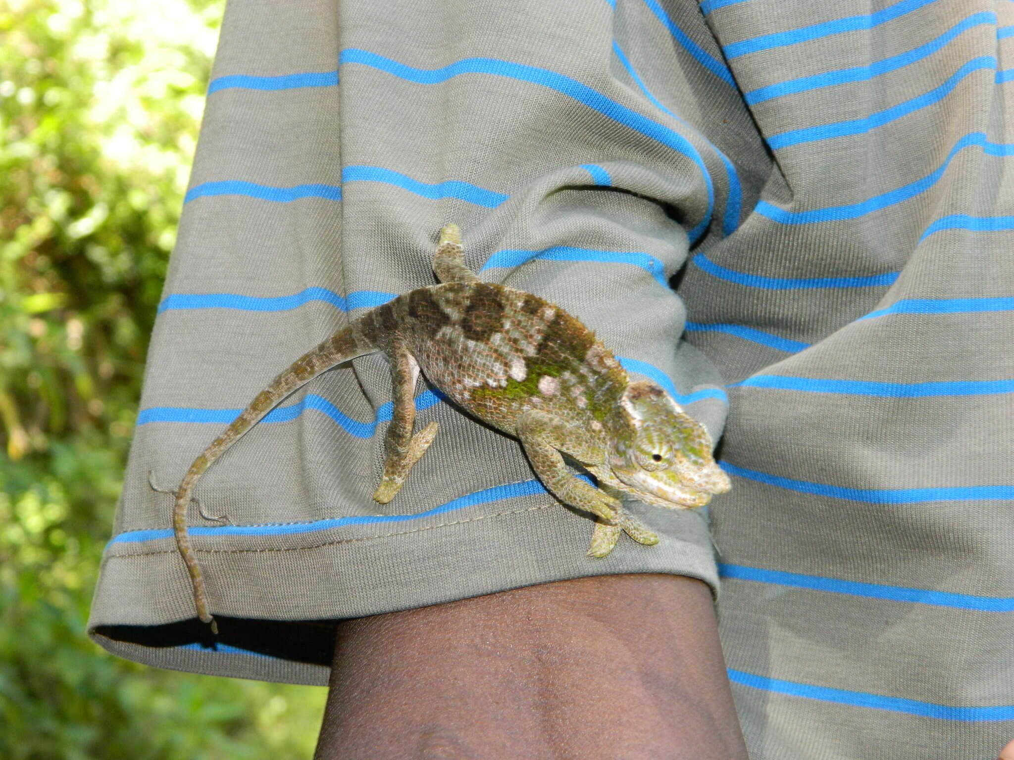 Image of West Usambara Blade-horned Chameleon