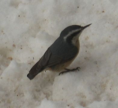 Image of Red-breasted Nuthatch